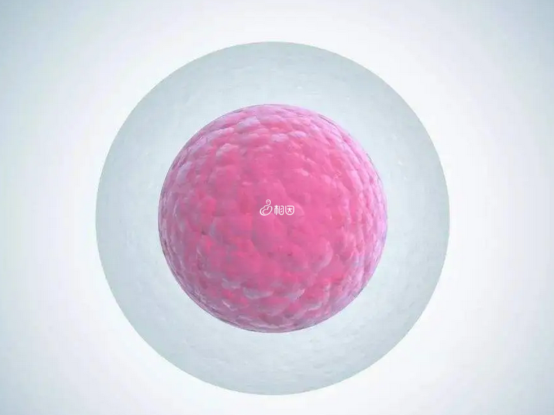基础卵泡7个采用不同促排方案最终获卵数量不同