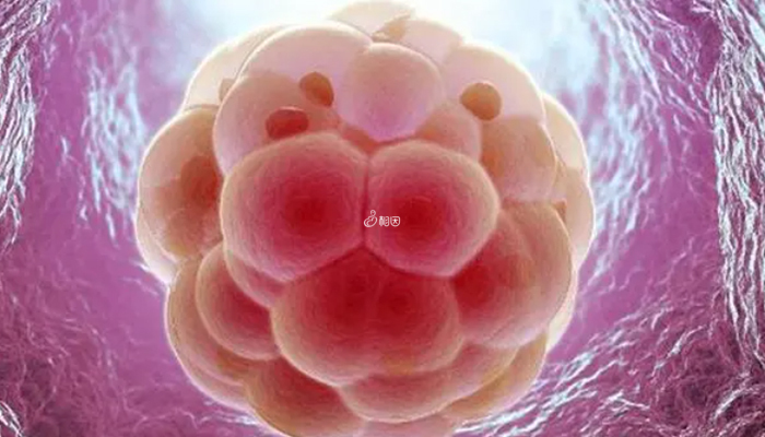 鲜胚移植第二天会继续发育成囊胚
