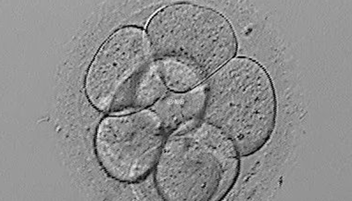 3天鲜胚正常情况下细胞数有8个