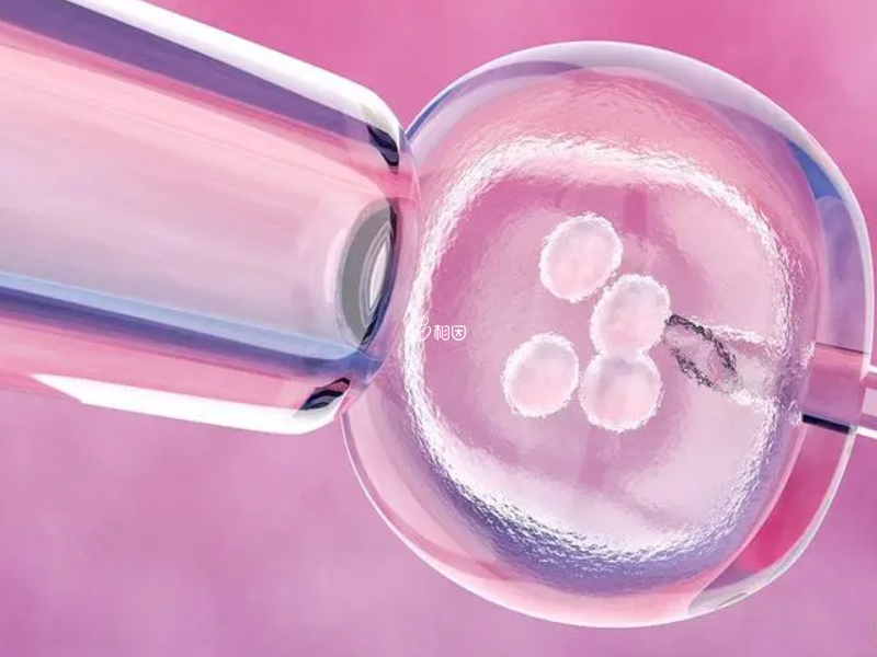 囊胚移植对雌二醇有要求