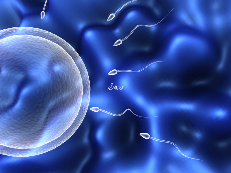移植失败的原因主要是胚胎本身和母体因素