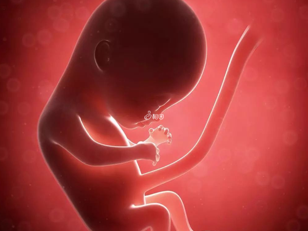 胎儿发育