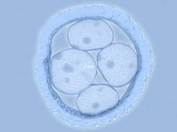 嵌合体胚胎