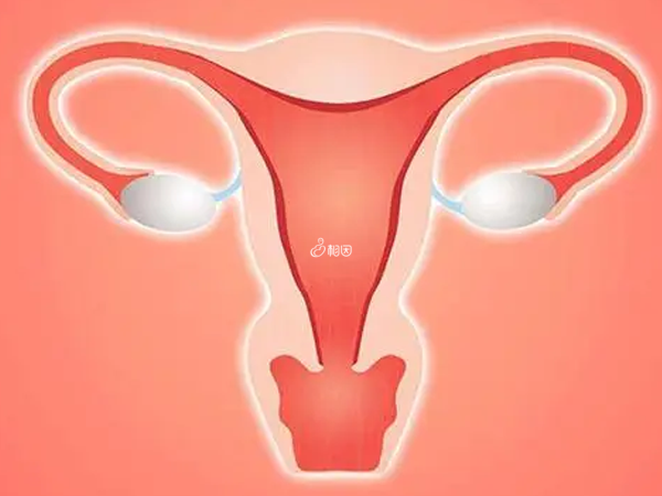 子宫内膜c型
