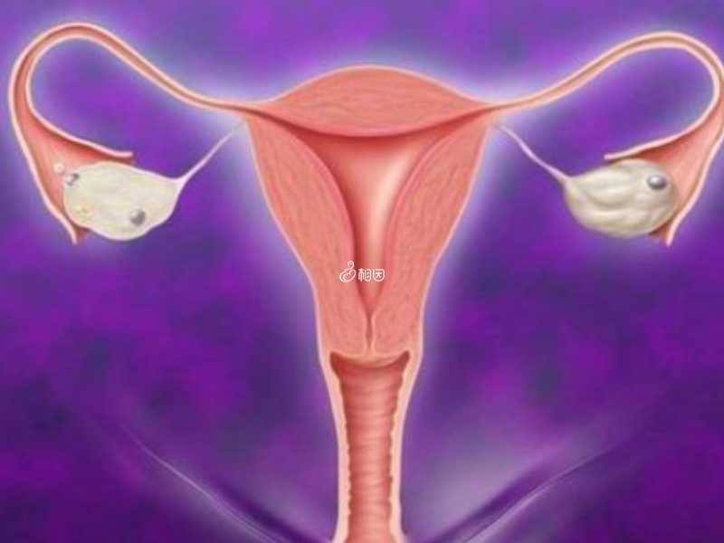 子宫内膜厚度是降调成功的一个标志