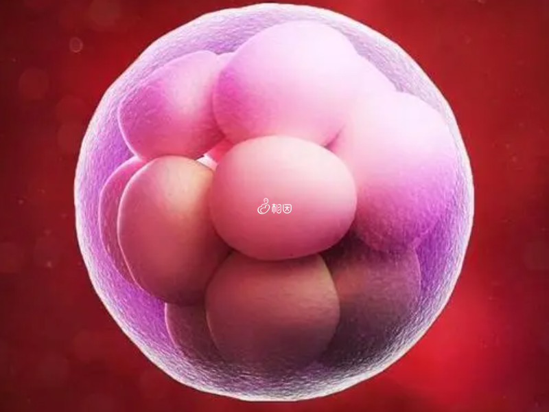 囊胚5bc位于中上水平