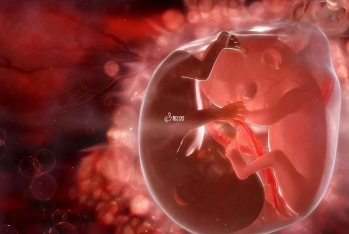孕妇吃核桃油可以促进胎儿脑部发育
