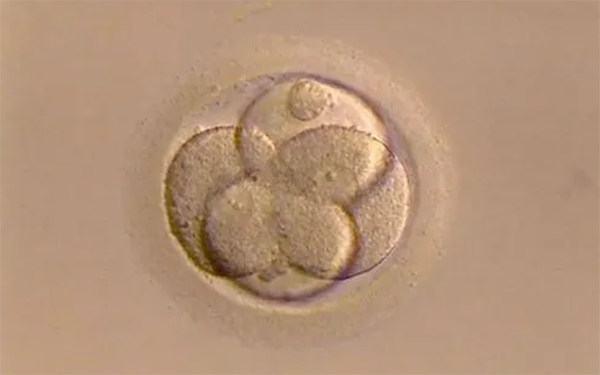 胚胎质量影响试管成功率