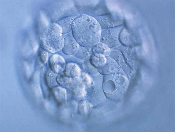 移植0pn胚胎可能会存活
