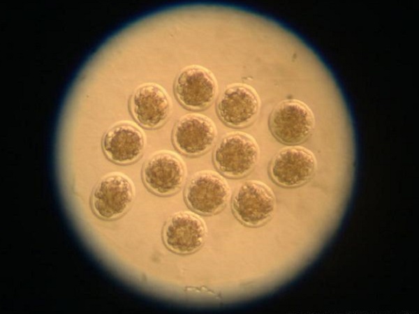 胚胎质量影响养囊成功率
