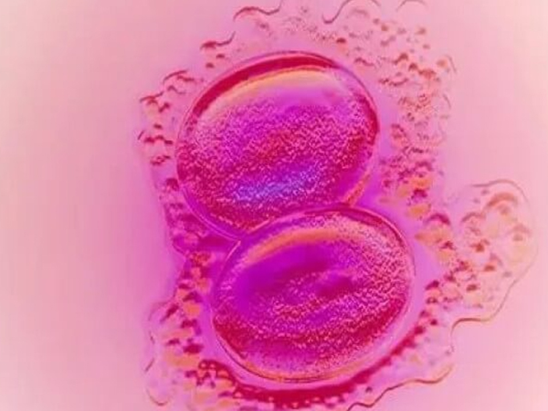 两个胚胎可以养囊