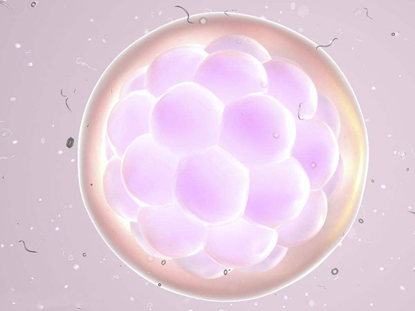 能养几个囊要看胚胎质量