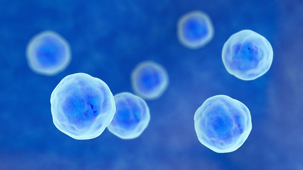 一级胚胎可用于养囊