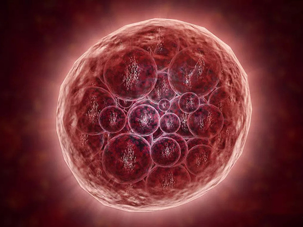 试管养囊成功率取决于胚胎质量