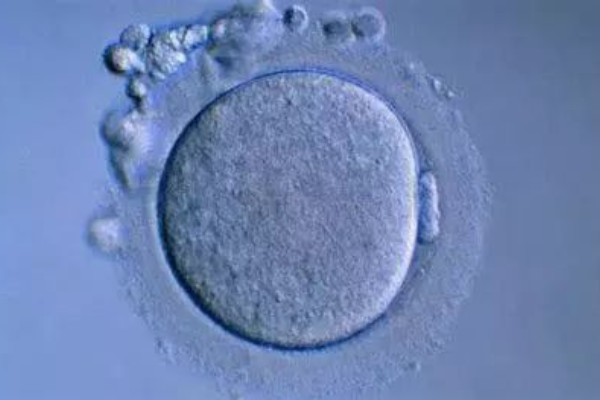 27个卵泡能配成10多个胚胎