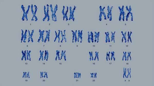 染色体异常无法养囊