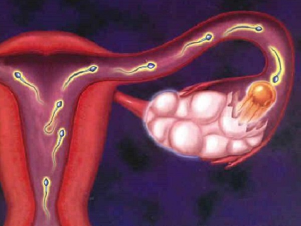 跳绳促进输卵管的蠕动