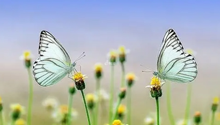 蝴蝶意味着转变