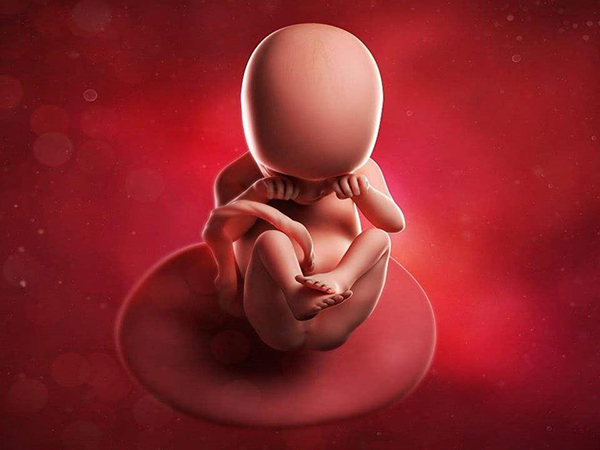 胎儿易受外界有害物质的影响