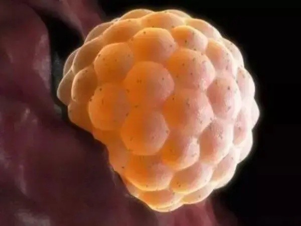 移植第二天胚胎在游走分离