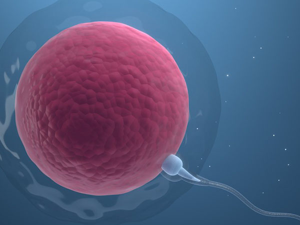 输卵管会影响卵子和精子的结合
