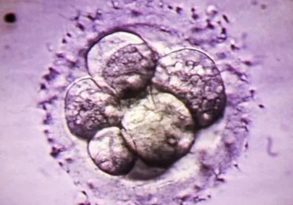 通常1pn养成囊胚跟数量也有关系