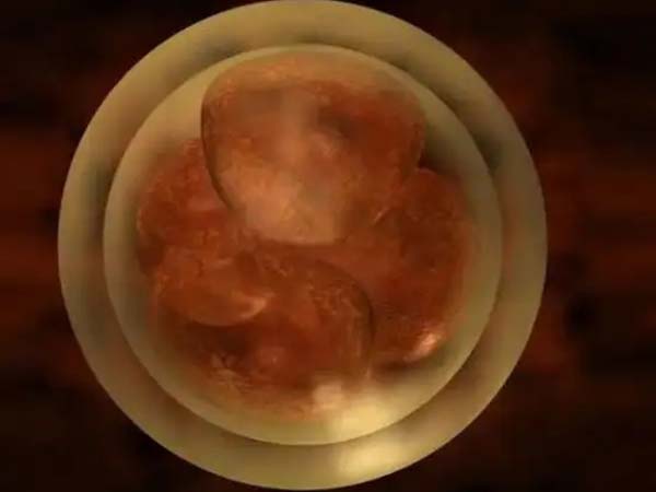 2pn是正常受精的胚胎