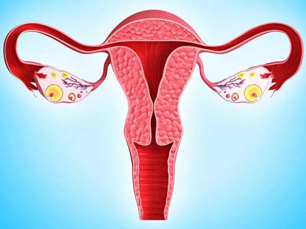 贺美奇可治疗卵巢功能不足的不孕女性
