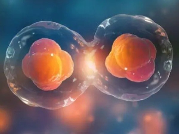 0pn胚胎分裂就会形成囊胚