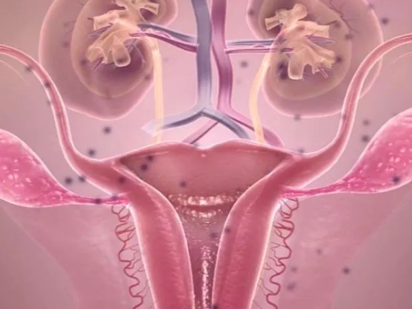卵巢是女性生殖系统器官