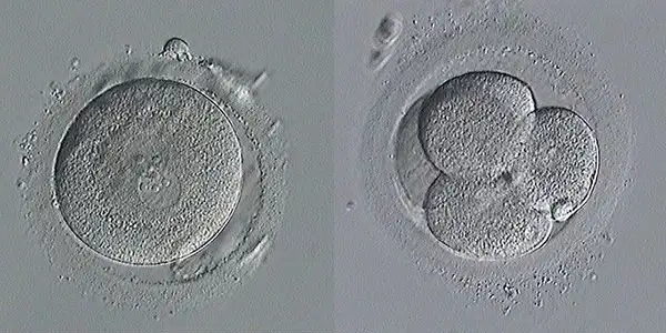 1pn胚胎分裂后可形成囊胚