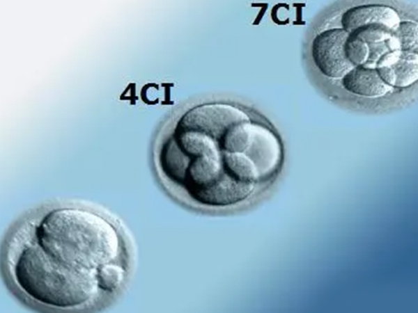 胚胎移植个数通常为1-2个