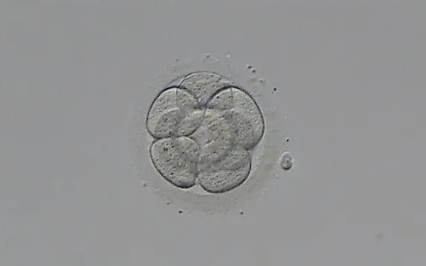 囊胚3BB发育时间不长