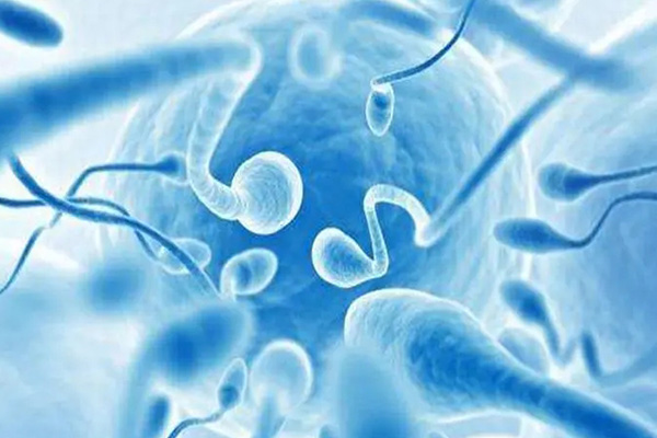 精子质量会影响受孕的机会