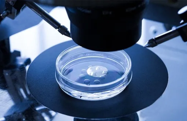 冻胚复苏后养囊需要看胚胎质量