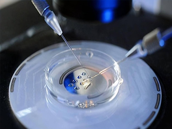 取精后可用于胚胎培育