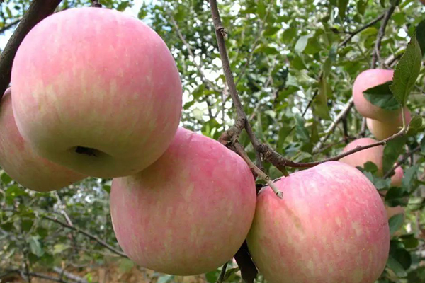 苹果含有丰富维生素