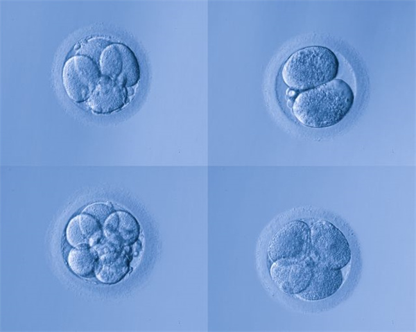 精卵成功结合后进行胚胎培育