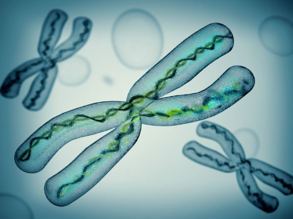 染色体是随机组合的