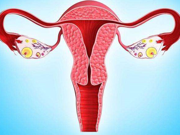费托利斯女版能提高卵巢功能