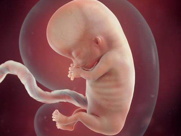 男胎生长发育会分泌大量的雄性激素