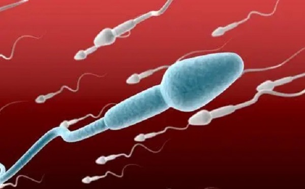 生男生女和男性精子携带的染色体相关