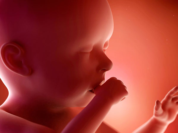 男女胎宝宝生殖器是不一样的