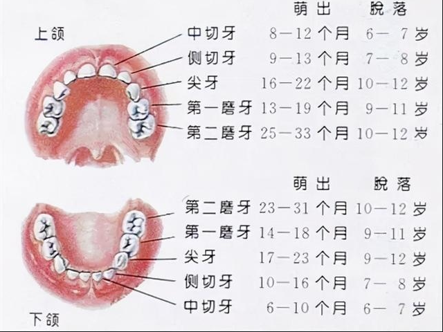 儿童换的第一颗牙是乳牙