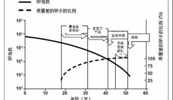 年龄与生育能力的关系