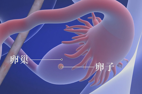 促排卵要持续12-16天