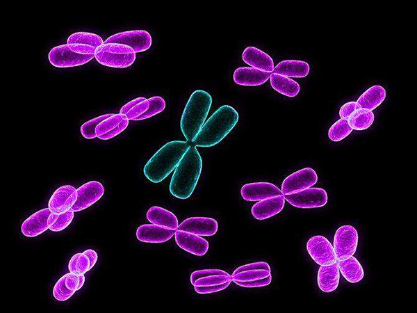 做试管要检查染色体
