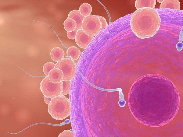 45岁后卵子质量会下降