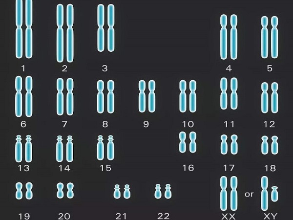 三代试管技术可筛查23对染色体