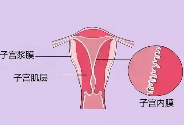 内膜12mm不厚